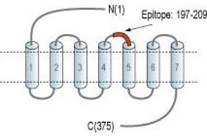 anti-G Protein-Coupled Receptor 34 (GPR34) (2nd Extracellular Loop), (AA 197-209) antibody