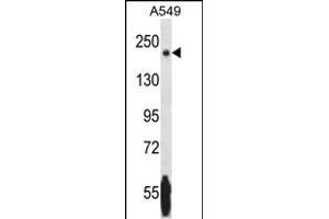 NRK Antibody (Center) (ABIN1881588 and ABIN2846418) western blot analysis in A549 cell line lysates (35 μg/lane). (NRK antibody  (AA 721-750))