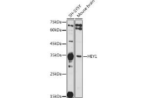 Western blot analysis of extracts of various cell lines, using HEY1 antibody (ABIN7267558) at 1:1000 dilution. (HEY1 antibody  (AA 50-150))