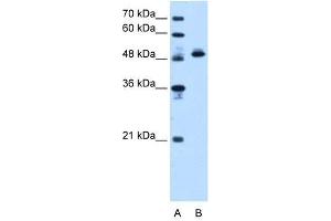ATP5B antibody used at 1. (ATP5B antibody  (N-Term))