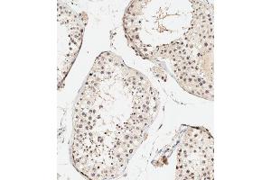 Immunohistochemical analysis of paraffin-embedded human testis tissue using (ABIN388841 and ABIN2839148) performed on the Leica® BOND RXm.