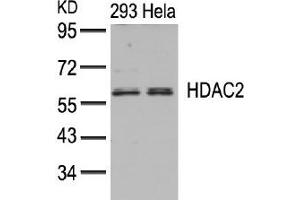 Image no. 3 for anti-Histone Deacetylase 2 (HDAC2) (AA 392-396) antibody (ABIN197337) (HDAC2 antibody  (AA 392-396))