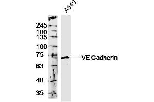 Western Blotting (WB) image for anti-Cadherin 5 (CDH5) (AA 601-700) antibody (ABIN729343)