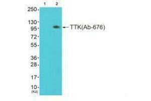 Western blot analysis of extracts from colo cells (Lane 2), using TTK (Ab-676) antiobdy. (Mps1 antibody  (Thr676))
