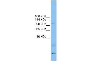 WB Suggested Anti-CLSTN3 Antibody Titration: 0. (Calsyntenin 3 antibody  (N-Term))
