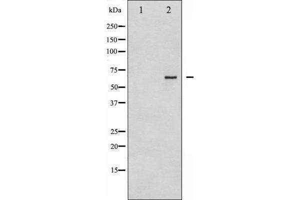 CDC25B antibody  (pSer323)