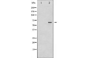Western blot analysis of CDC25B phosphorylation expression in PMA treated NIH-3T3 whole cell lysates,The lane on the left is treated with the antigen-specific peptide.