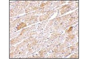 Immunohistochemistry of Neuritin in mouse heart tissue with this product at 5 μg/ml. (NRN1 antibody  (Center))