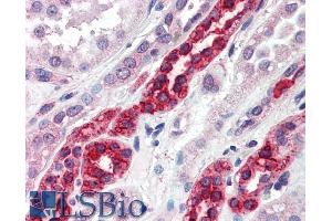 ABIN185453 (5µg/ml) staining of paraffin embedded Human Kidney. (GGA3 antibody  (C-Term))