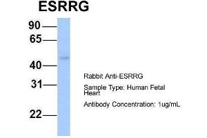 Host: Rabbit Target Name: ESRRG Sample Type: Human Fetal Heart Antibody Dilution: 1. (ESRRG antibody  (N-Term))