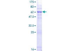 OSGEP Protein (AA 1-335) (GST tag)