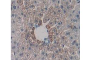 IHC-P analysis of Mouse Tissue, with DAB staining. (CD40 antibody  (AA 26-193))