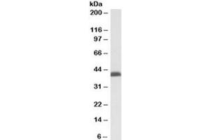 Western blot testing of K562 nuclear lysate with BMI1 antibody at 0. (BMI1 antibody)