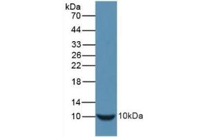 Detection of Recombinant INS, Mouse using Polyclonal Antibody to Insulin (INS) (Insulin antibody  (AA 90-110))