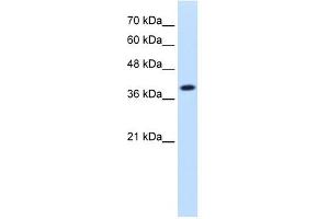 IDH3A antibody used at 1. (IDH3A antibody)