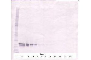 Image no. 1 for anti-Fibroblast Growth Factor 16 (FGF16) antibody (ABIN464831)