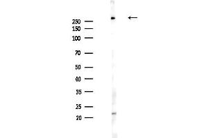anti-Inositol 1,4,5-Trisphosphate Receptor, Type 2 (ITPR2) (Internal Region) antibody