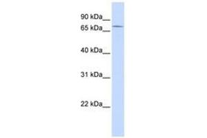 Image no. 1 for anti-Zinc Finger Protein 442 (ZNF442) (AA 252-301) antibody (ABIN6741433) (ZNF442 antibody  (AA 252-301))