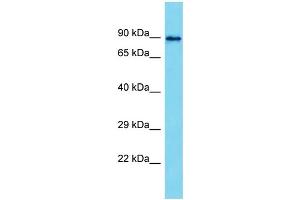 Host: Rabbit  Target Name: Mapk8ip2  Sample Tissue: Rat Testis lysates  Antibody Dilution: 1.