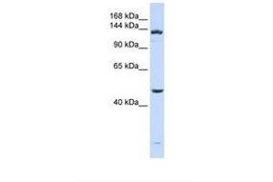 Image no. 1 for anti-ADAM Metallopeptidase with thrombospondin Type 1 Motif, 18 (ADAMTS18) (AA 144-193) antibody (ABIN6738844) (ADAMTS18 antibody  (AA 144-193))