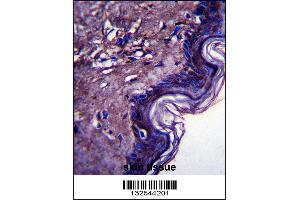 C10orf58 Antibody immunohistochemistry analysis in formalin fixed and paraffin embedded human skin tissue followed by peroxidase conjugation of the secondary antibody and DAB staining. (FAM213A antibody  (C-Term))