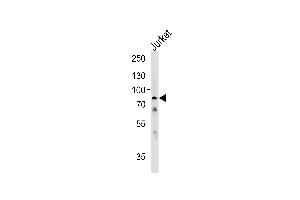 Western blot analysis of lysate from Jurkat cell line,using HS Antibody (C-term) (ABIN1881440 and ABIN2842439). (HSPA6 antibody  (C-Term))