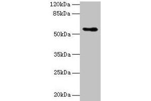 Western blot All lanes: Csad antibody at 12 μg/mL + NIH/3T3 whole cell lysate Secondary Goat polyclonal to rabbit IgG at 1/10000 dilution Predicted band size: 56 kDa Observed band size: 56 kDa (CSAD antibody  (AA 1-493))