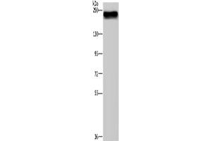 Western Blotting (WB) image for anti-Bromodomain Containing 4 (BRD4) antibody (ABIN2434238) (BRD4 antibody)