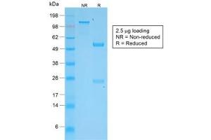 SDS-PAGE analysis of purified, BSA-free recombinant TNFSF15 antibody (clone VEGI/2052R) as confirmation of integrity and purity. (TNFSF15 antibody)