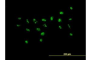Immunofluorescence of purified MaxPab antibody to PWP2H on HeLa cell. (PWP2 antibody  (AA 1-919))