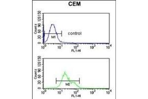 S39A8 Antibody (Center) (ABIN653308 and ABIN2842807) flow cytometric analysis of CEM cells (bottom histogram) compared to a negative control cell (top histogram). (SLC39A8 antibody  (AA 218-246))