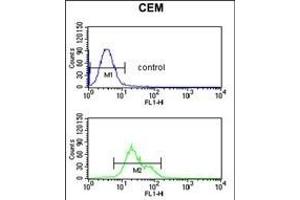 S39A8 Antibody (Center) (ABIN653308 and ABIN2842807) flow cytometric analysis of CEM cells (bottom histogram) compared to a negative control cell (top histogram). (SLC39A8 antibody  (AA 218-246))