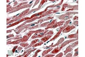 ABIN184671 (3. (PTGS1 antibody  (C-Term))