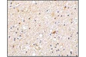 Immunohistochemistry of NADE in human brain tissue with this product at 2 μg/ml. (Nerve Growth Factor Receptor (TNFRSF16) Associated Protein 1 (NGFRAP1) (Middle Region) antibody)