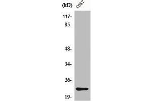 Western Blot analysis of COS7 cells using Cerebellin 4 Polyclonal Antibody (CBLN4 antibody  (C-Term))