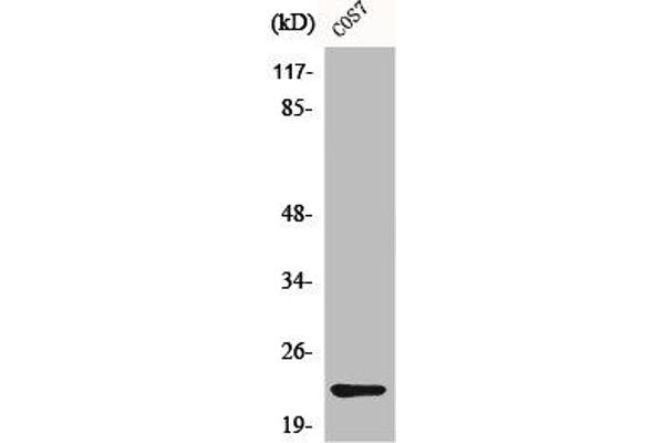 CBLN4 antibody  (C-Term)