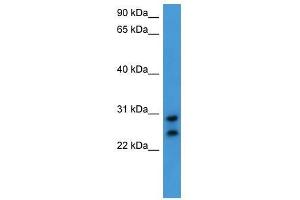 Western Blot showing CEACAM7 antibody used at a concentration of 1-2 ug/ml to detect its target protein. (CEACAM7 antibody  (C-Term))