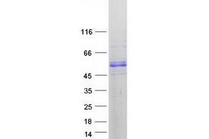 Validation with Western Blot (MICU1 Protein (Myc-DYKDDDDK Tag))