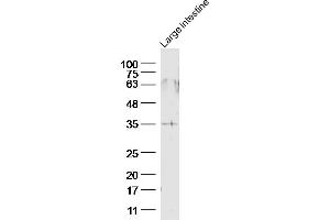 Mouse large intestine lysates, probed with GPR45 Polyclonal Antibody, unconjugated  at 1:300 overnight at 4°C followed by a conjugated secondary antibody for 60 minutes at 37°C. (GPR45 antibody  (AA 251-350))