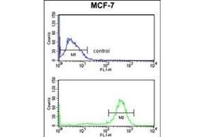 CHPF Antibody (Center) (ABIN652988 and ABIN2842628) flow cytometry analysis of MCF-7 cells (bottom histogram) compared to a negative control cell (top histogram). (CHPF antibody  (AA 327-354))