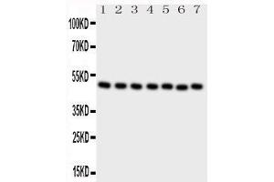 Western Blotting (WB) image for anti-C-terminal Binding Protein 2 (CTBP2) (AA 429-445), (C-Term) antibody (ABIN3044439)