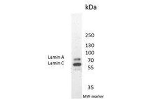 Image no. 2 for anti-Lamin A/C (LMNA) antibody (ABIN959427) (Lamin A/C antibody)