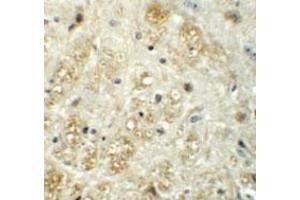 Immunohistochemical staining of mouse brain cells with VASH1 polyclonal antibody  at 5 ug/mL. (VASH1 antibody  (C-Term))