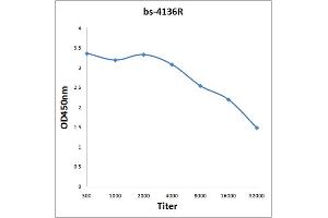 Antigen: 0. (MEF2D antibody  (AA 1-110))