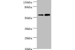 Western blot All lanes: Non-syndromic hearing impairment protein 5 antibody at 10 μg/mL Lane 1: Hela whole cell lysate Lane 2: HepG2 whole cell lysate Secondary Goat polyclonal to rabbit IgG at 1/10000 dilution Predicted band size: 55, 11, 37 kDa Observed band size: 55 kDa (Non-Syndromic Hearing Impairment Protein 5 (GSDME) (AA 1-260) antibody)