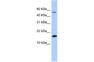 LYZL6 antibody used at 1 ug/ml to detect target protein. (LYZL6 antibody  (N-Term))