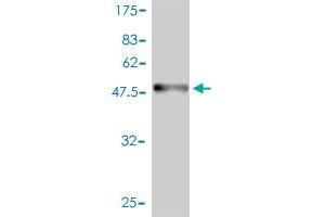 Western Blot detection against Immunogen (54. (BAMBI antibody  (AA 1-260))