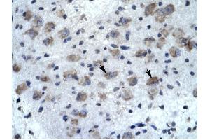 KCNH5 antibody was used for immunohistochemistry at a concentration of 4-8 ug/ml to stain Neural cells (arrows) in Human Brain. (KCNH5 antibody)
