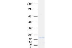 Sdhaf2 Protein (Myc-DYKDDDDK Tag)