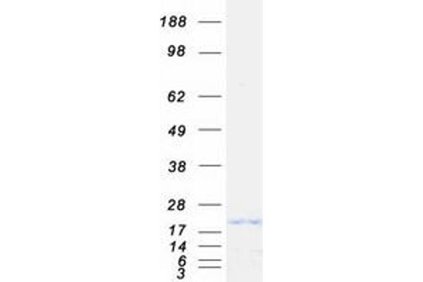 Sdhaf2 Protein (Myc-DYKDDDDK Tag)